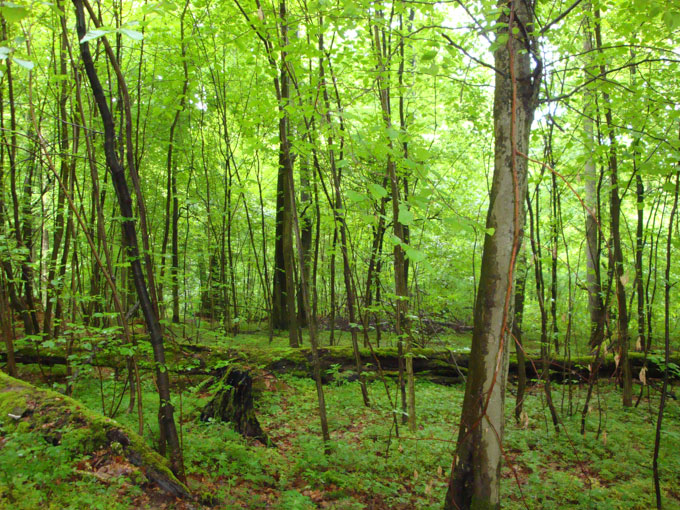 Friedwaldfahrt – Das Bestattungshaus Steimer & Grub Friedwaldfahrt - Das Bestattungshaus Steimer & Grub